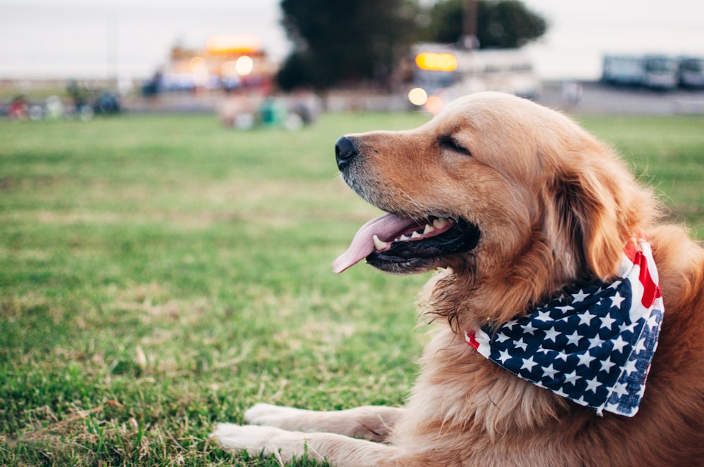 adult brown Golden retriever with Star & Stripes scarf lying on green grass