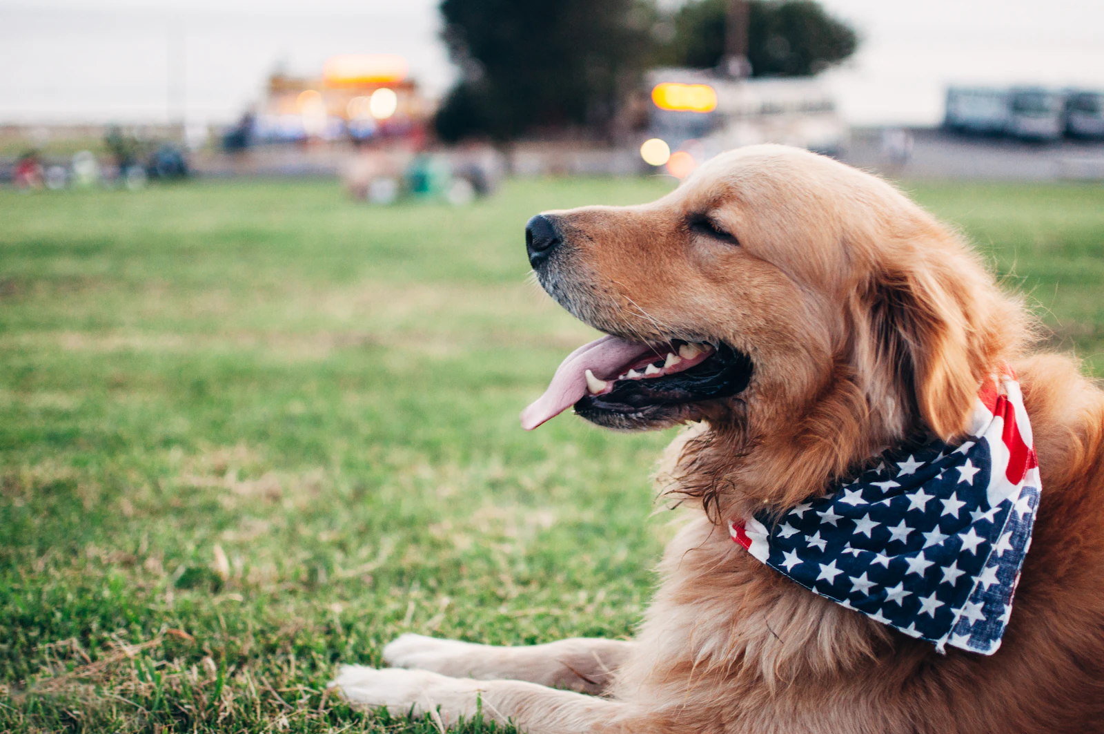 A golden retriever sits calmly in profile outdoors, attentive and watchful with eyes forward, holding the steady controlled posture that public access depends on