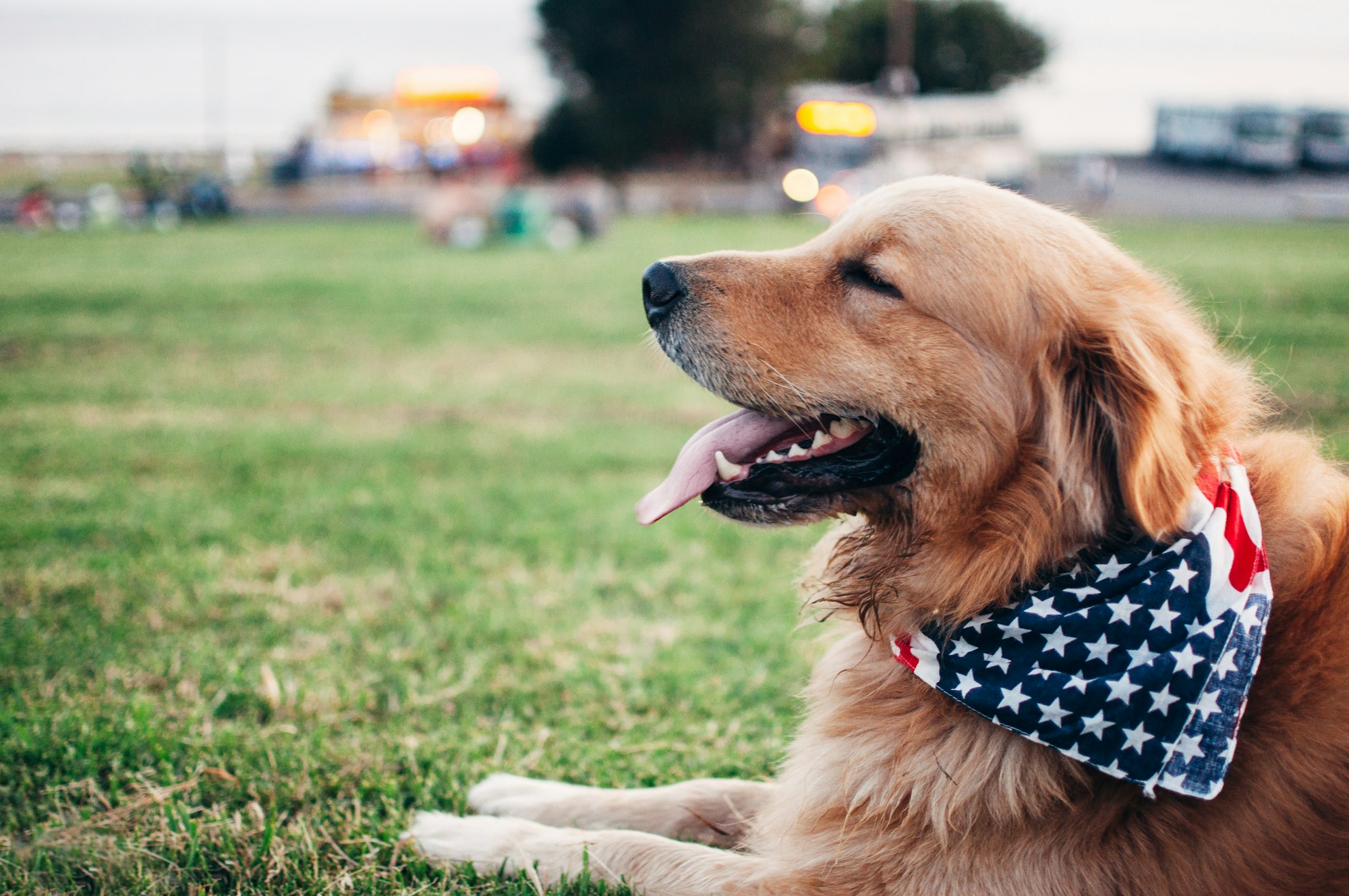 Dog obidience training