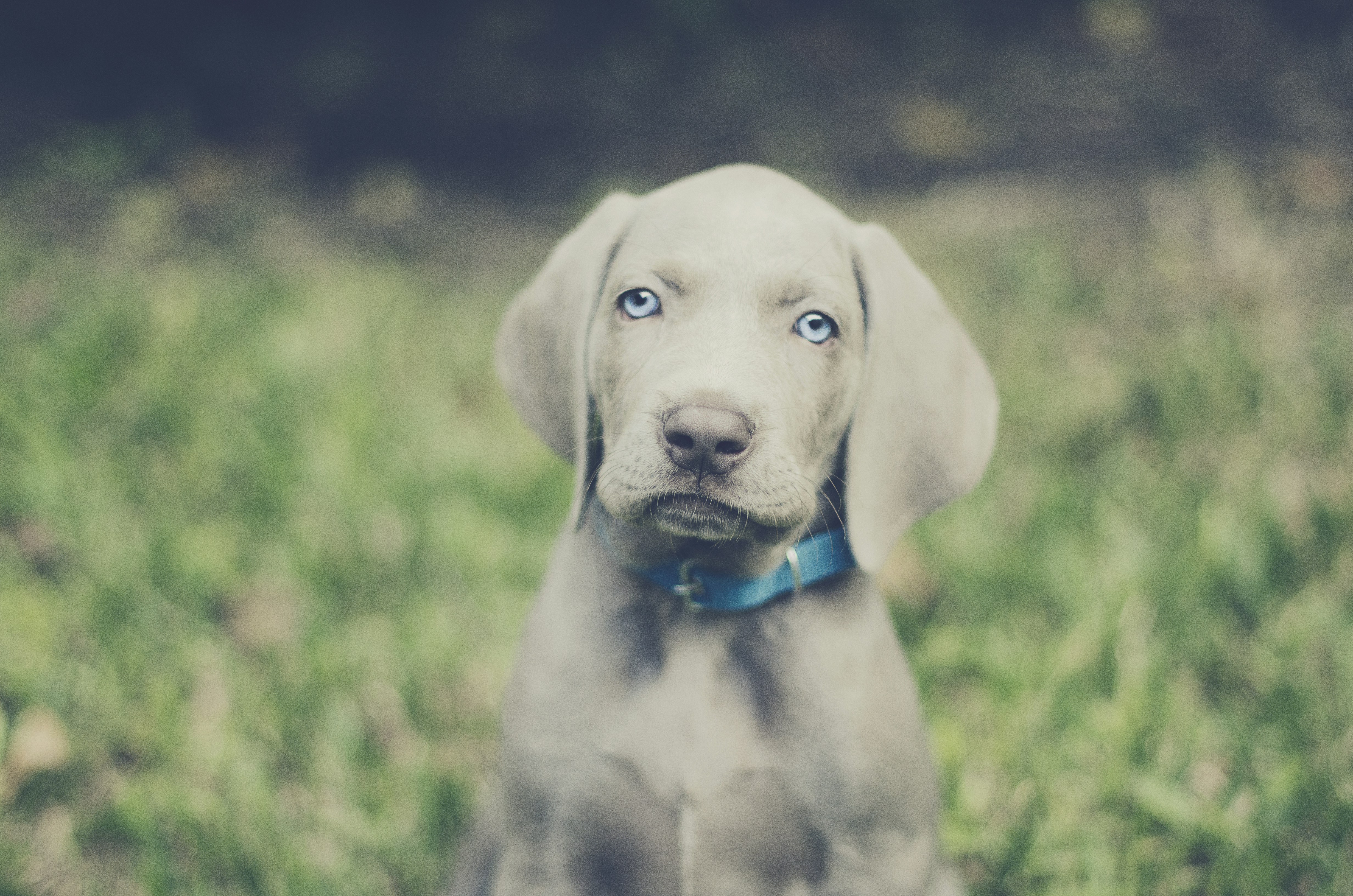 blue weimaraner