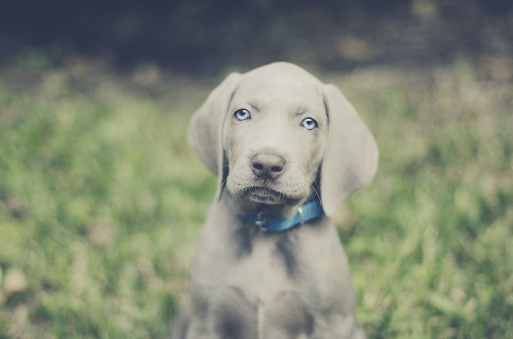 selective focus photography of gray short-coated puppy