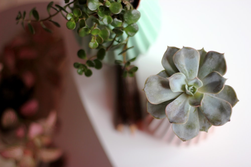 selective focus photography of green blooming succulent plant