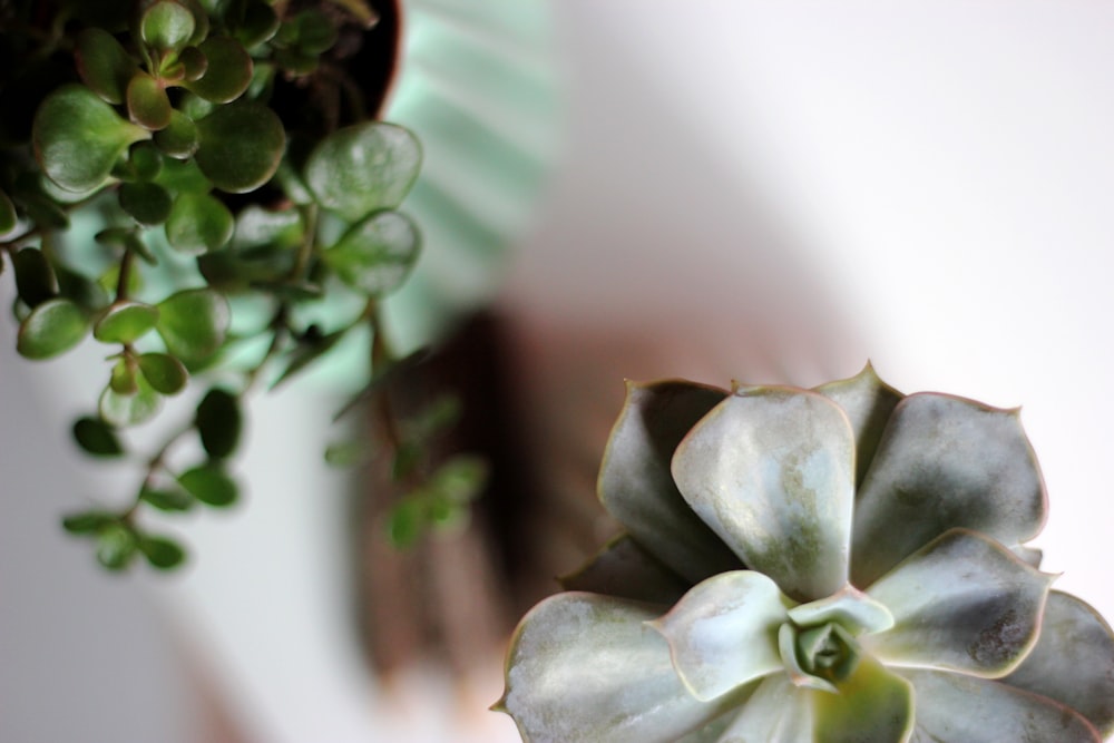 macro photography of green plant