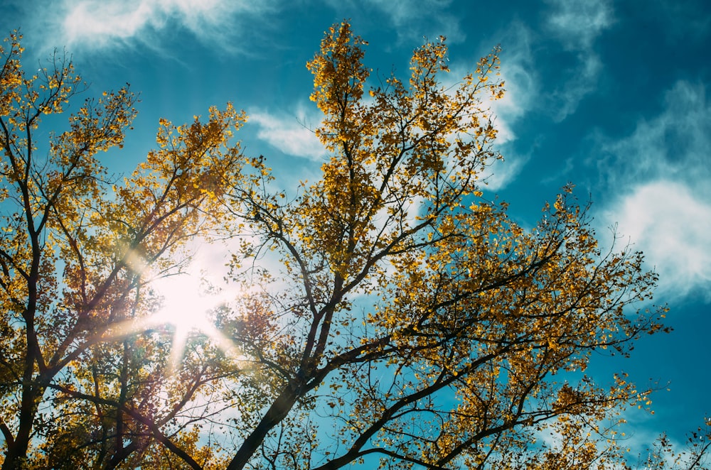 alberi a foglia marrone