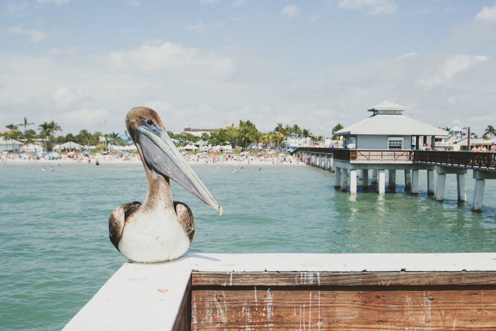 gray long beak bird near sea at daytime