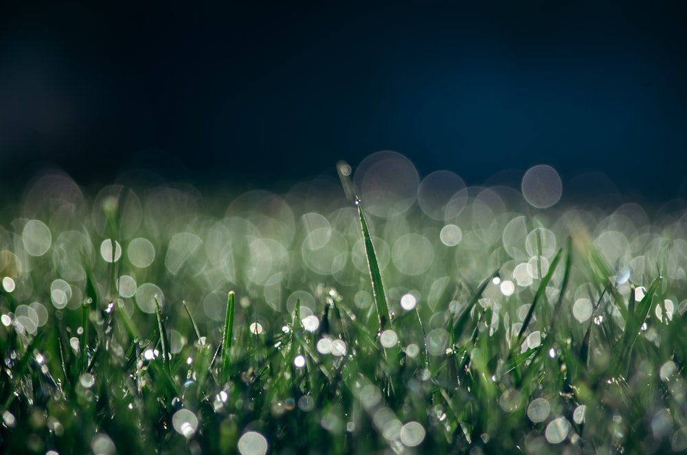 Photo focalisée d’herbes vertes