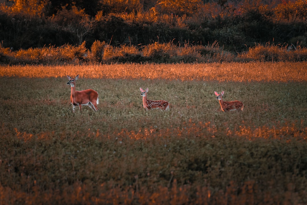 travelers stories about Tundra in Vicksburg, United States