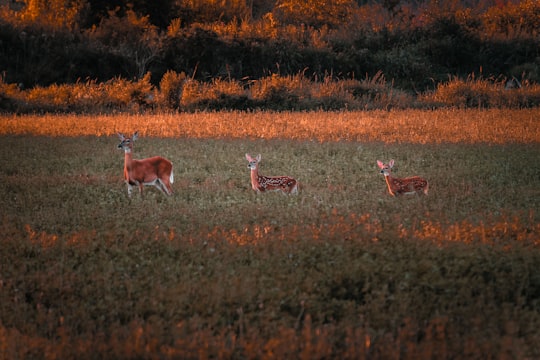 three deers on grass in Vicksburg United States