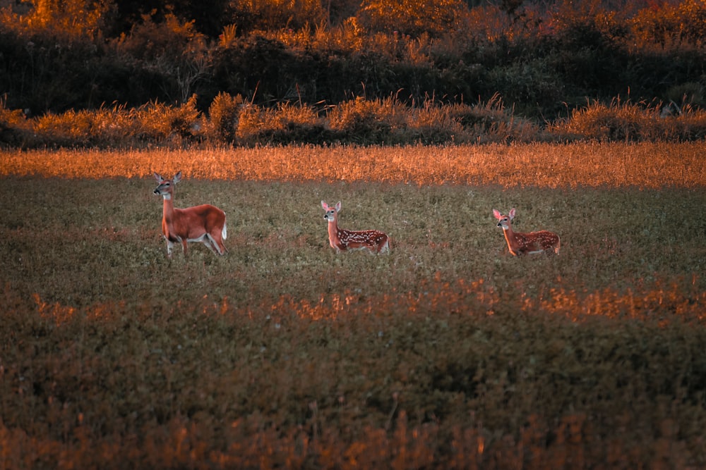 three deers on grass
