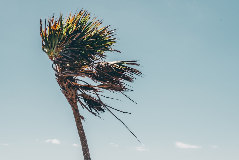 brown tropical tree