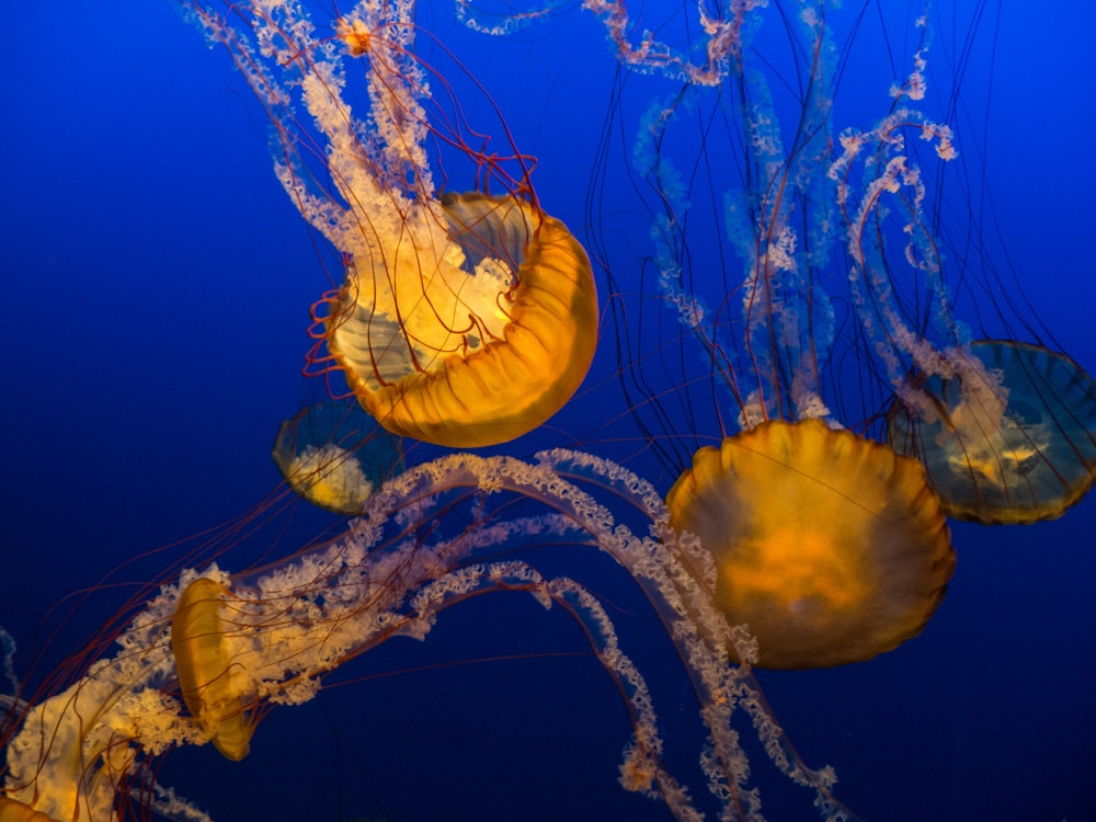 Fotografia a fuoco selettiva di un gruppo di meduse arancioni