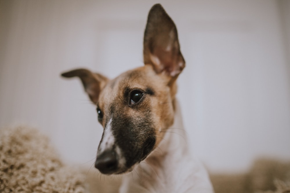 Fotografía de primer plano de cachorro marrón y blanco