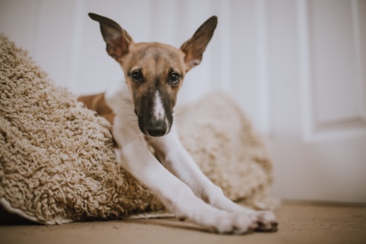 Whippet dog 