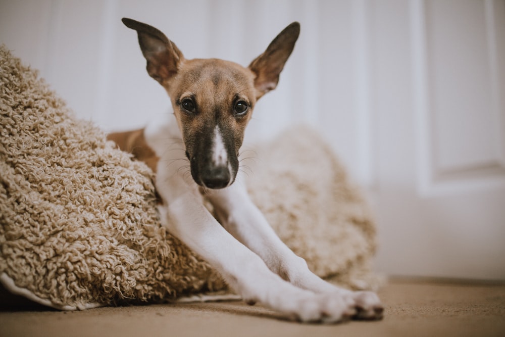 perro marrón y blanco de pelo corto acostado en una cama marrón para mascotas
