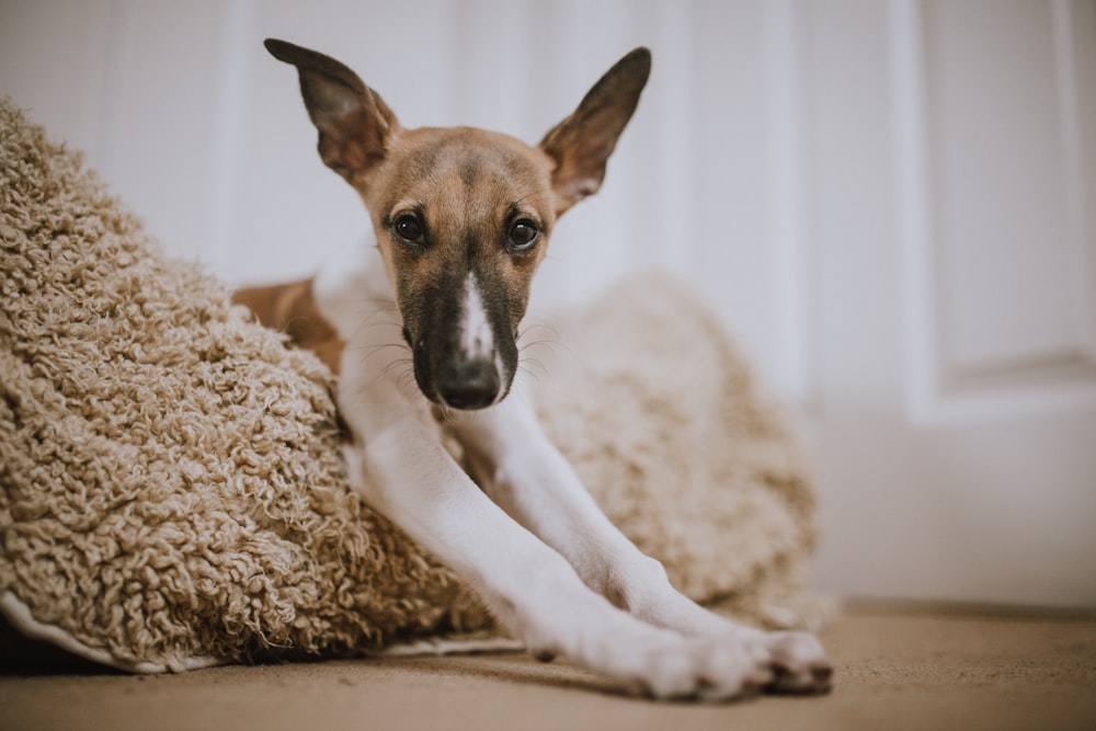 short-coated brown and white dog lying on brown pet bed