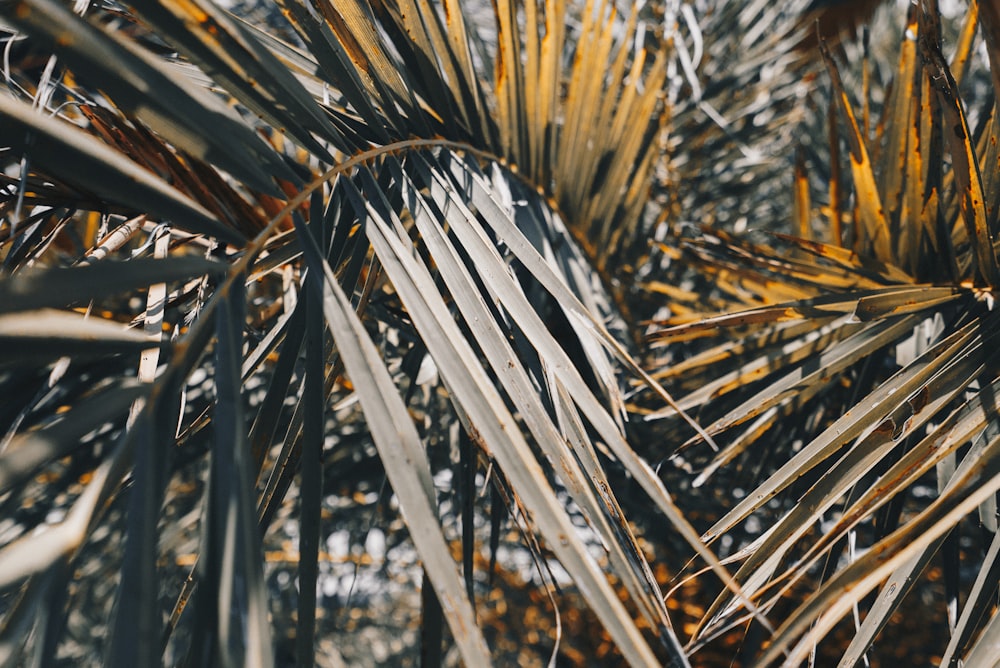 closeup photography of coconut leaves