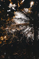 Sunlight filtering through trees at a heritage site important to Afro-Brazilian history.