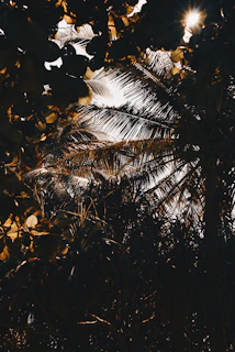 Sunlight filtering through trees at a heritage site important to Afro-Brazilian history.