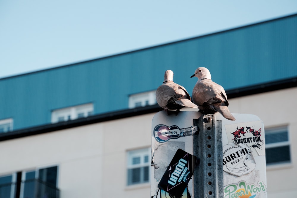 간판에 있는 두 마리의 비둘기 사진