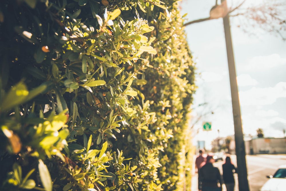 green leafed plants