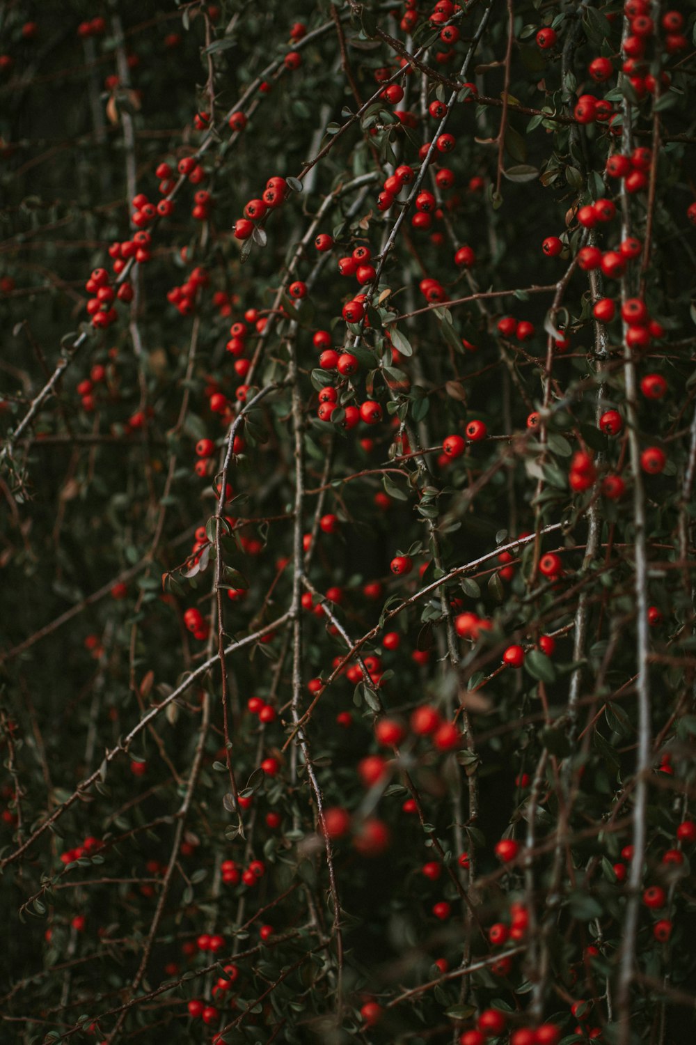 closeup photo of red fruits