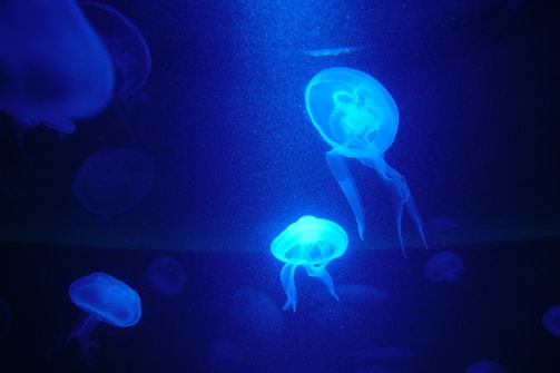 Glowing jellyfish float gracefully in a dark, aquatic environment. The luminescent creatures emit a bright blue light, contrasting with the deep navy background. Their translucent bodies reveal intricate internal structures, and their long tentacles trail behind gently.