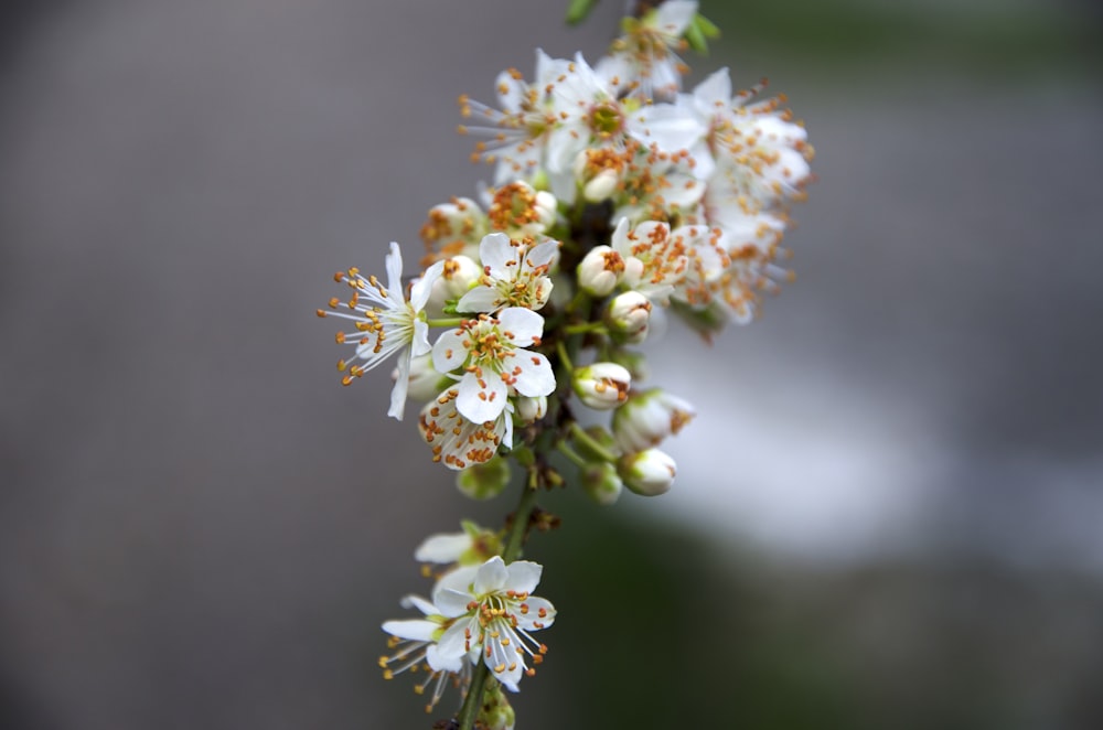 a close up of a small white flower