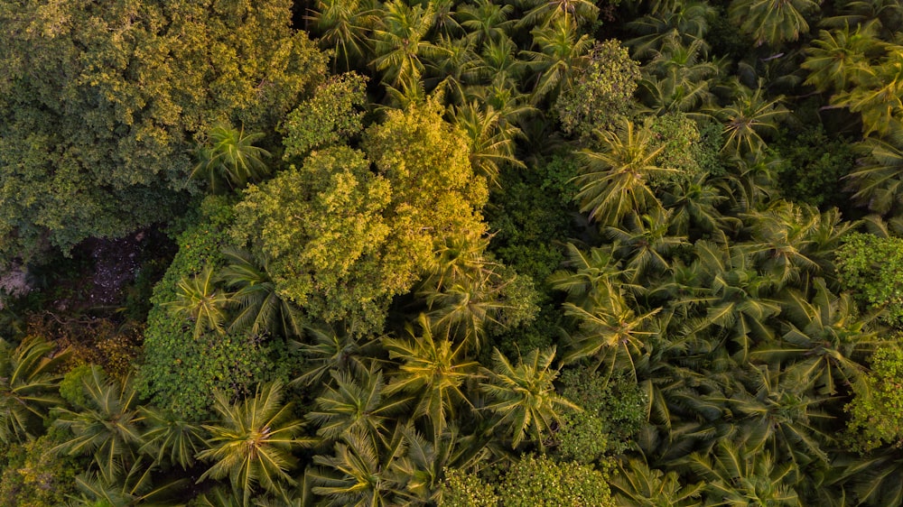 area view of trees