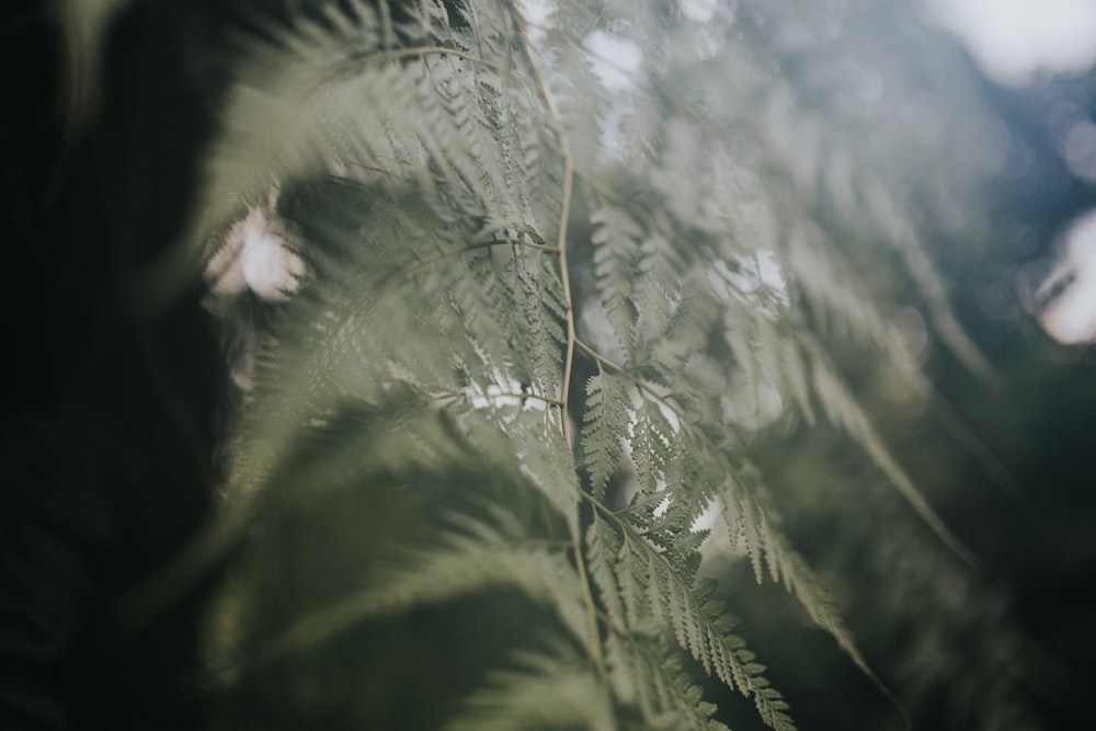 closeup photo of fern plant
