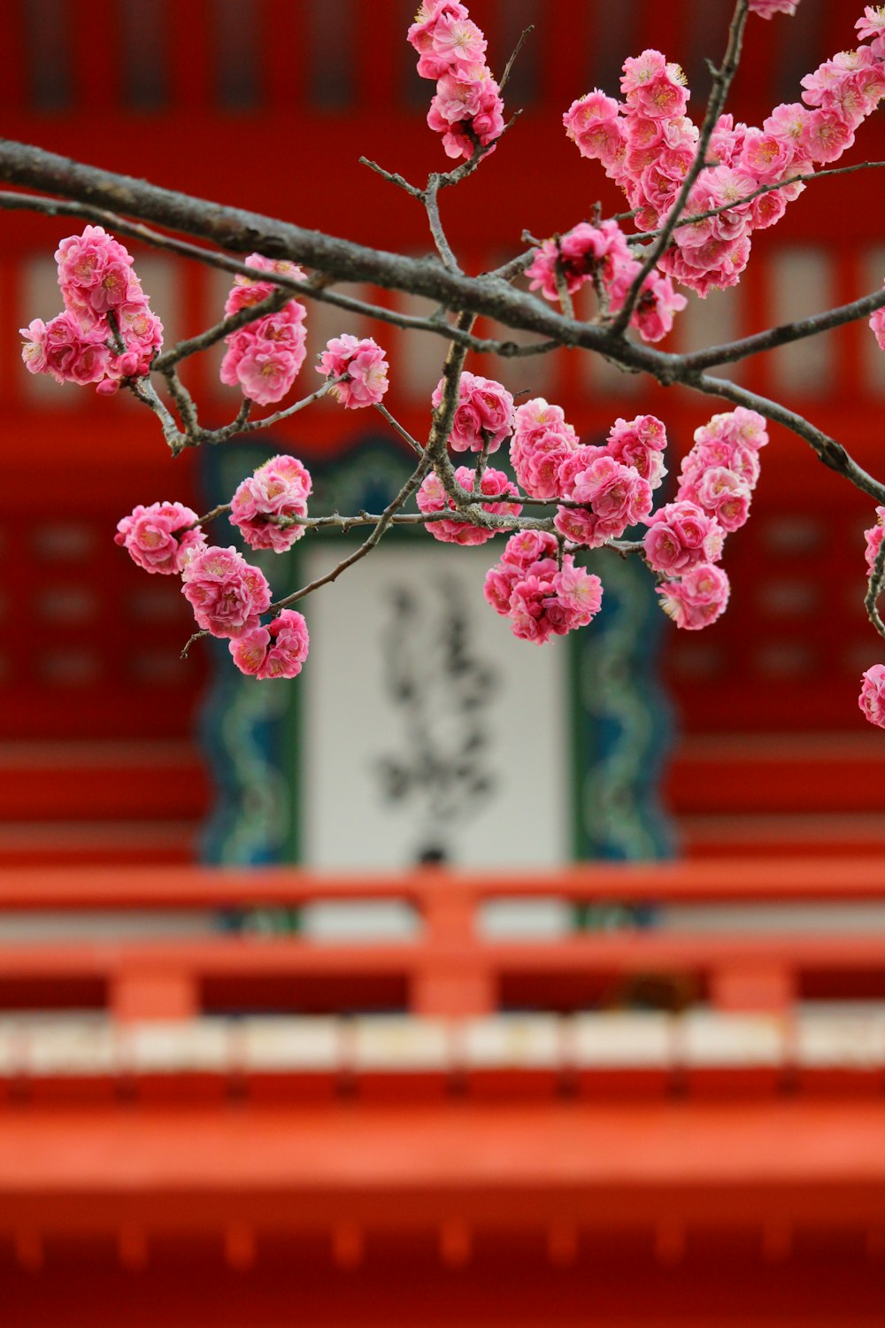 ピンクの花びらの花の選択的撮影