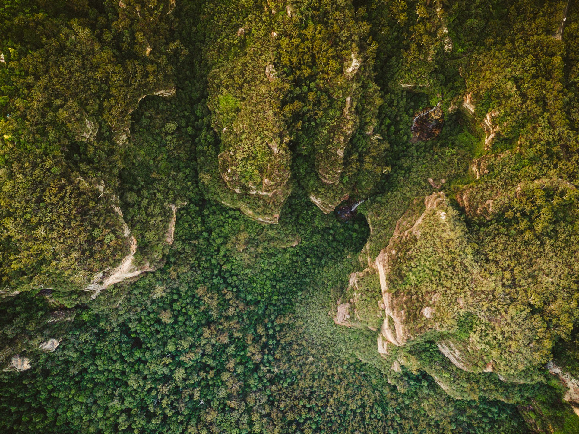 an aerial view of a lush green forest