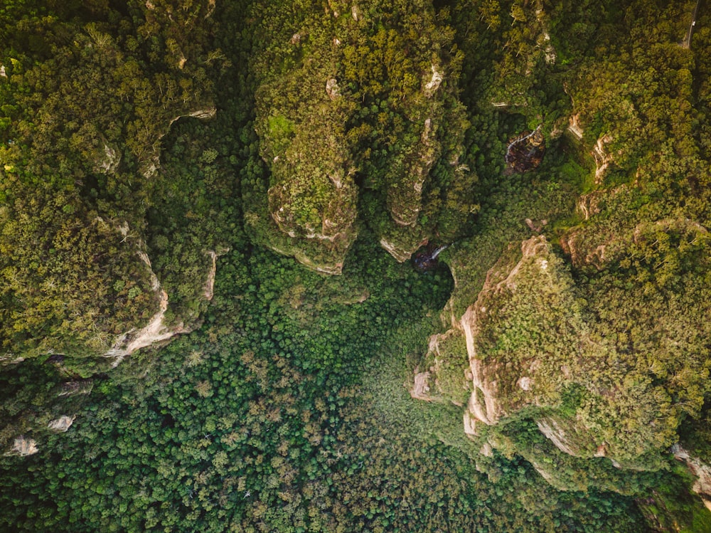 an aerial view of a lush green forest