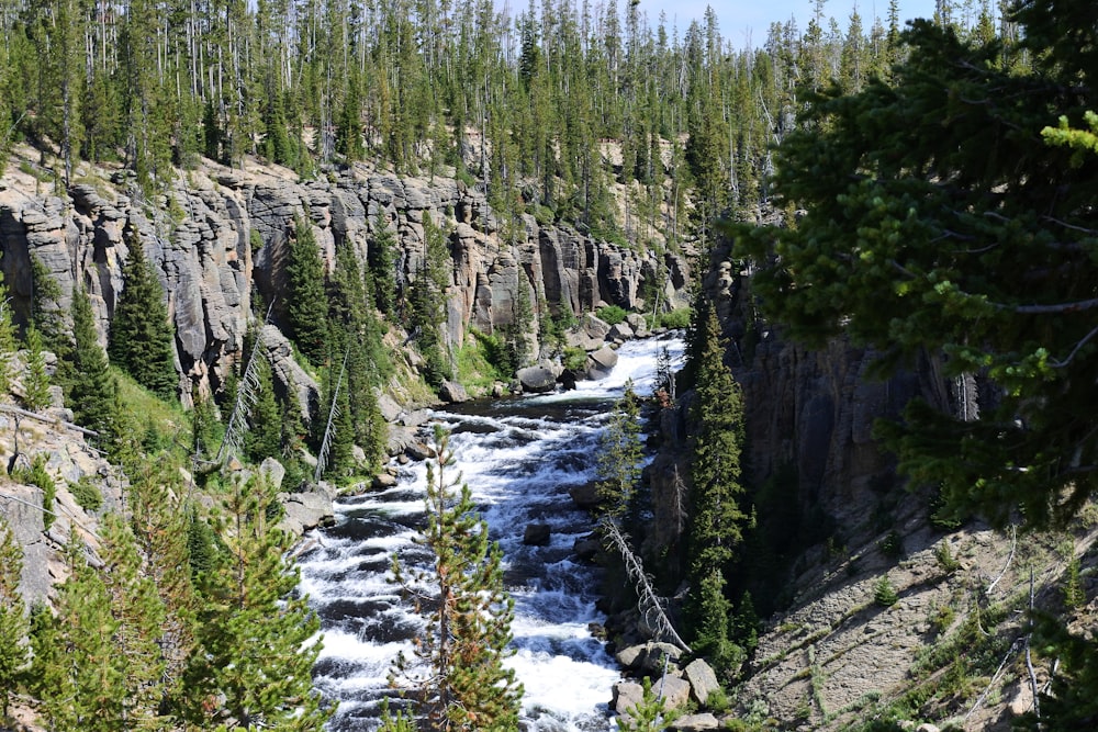 Fluss, der tagsüber von Bäumen und Felsen umgeben ist