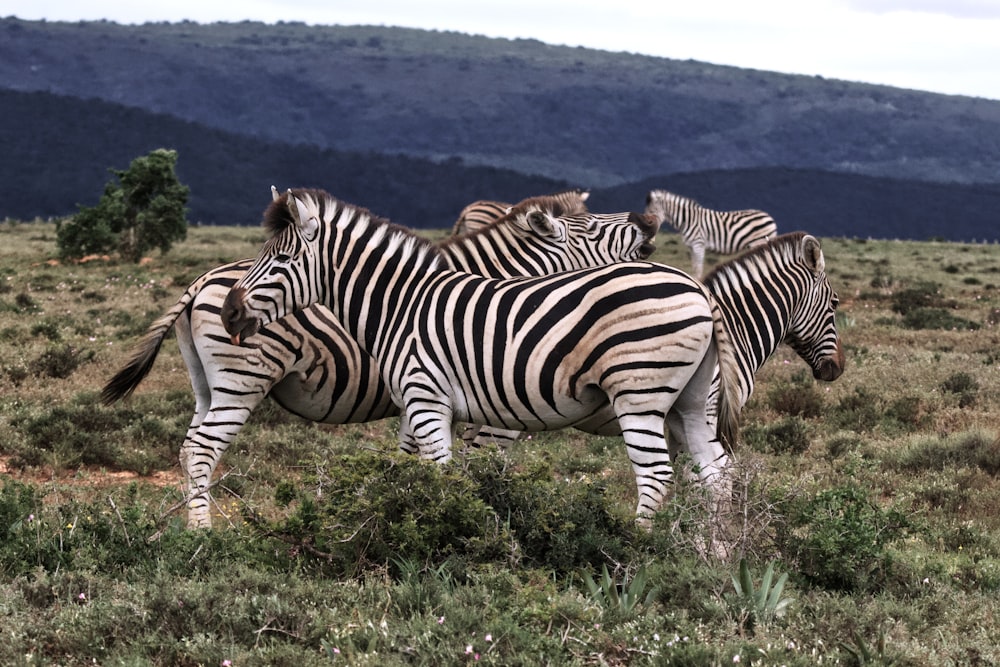 Rebanho de zebra na grama