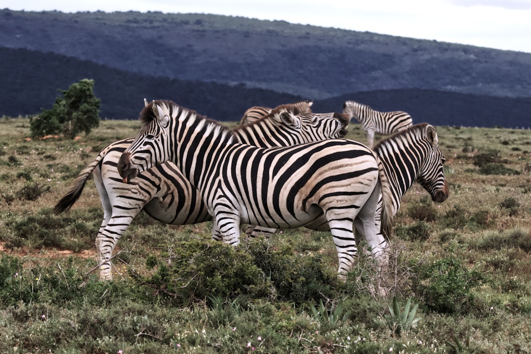 Wildlife photo spot Addo Elephant National Park Addo