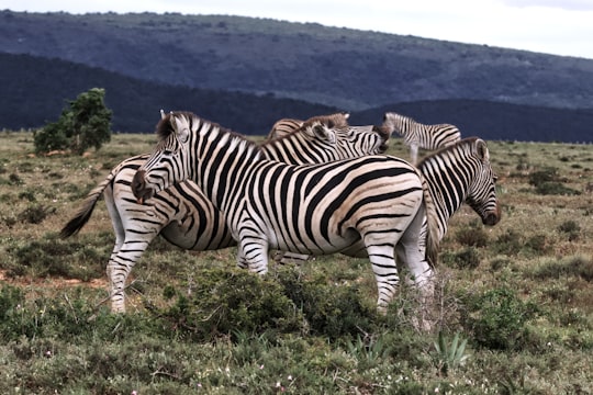 herd of zebra on grass in Addo Elephant National Park South Africa