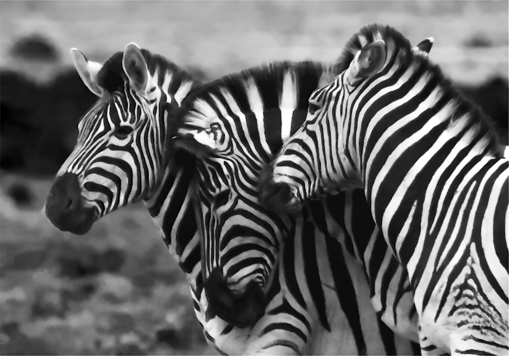foto em tons de cinza de três zebras