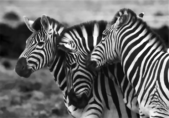 grayscale photo of three zebra in Addo Elephant National Park South Africa