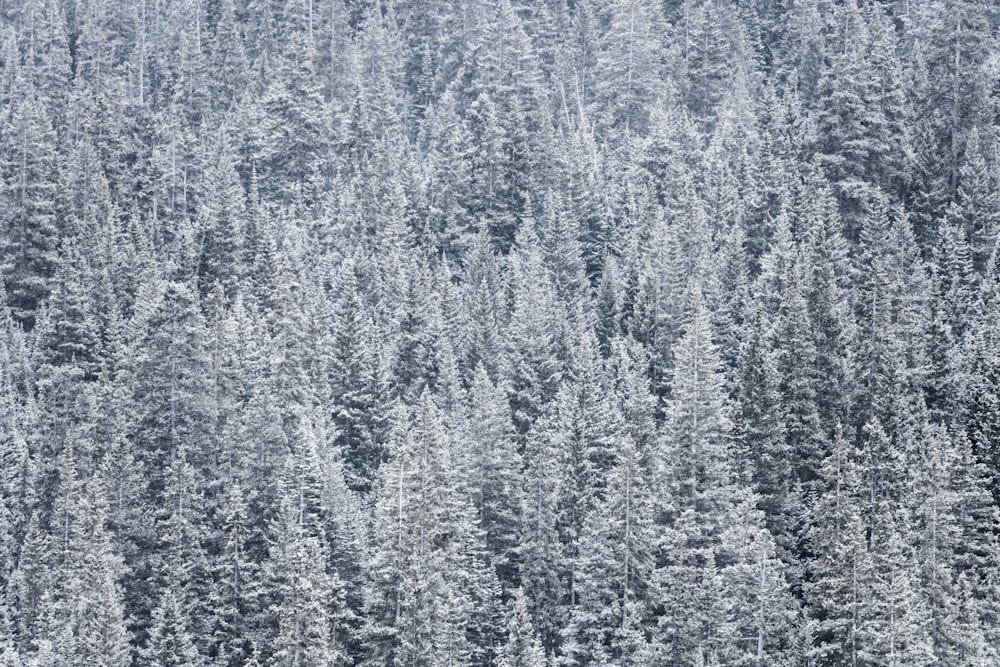 photo of snow-covered pine trees