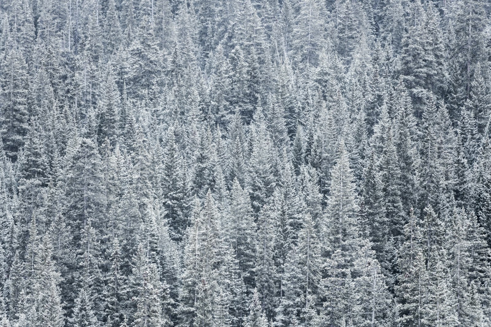 Nikon D850 + Nikon AF-S Nikkor 70-200mm F2.8G ED VR II sample photo. Photo of snow-covered pine photography