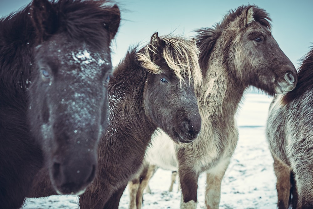 four black horses on snow covered field