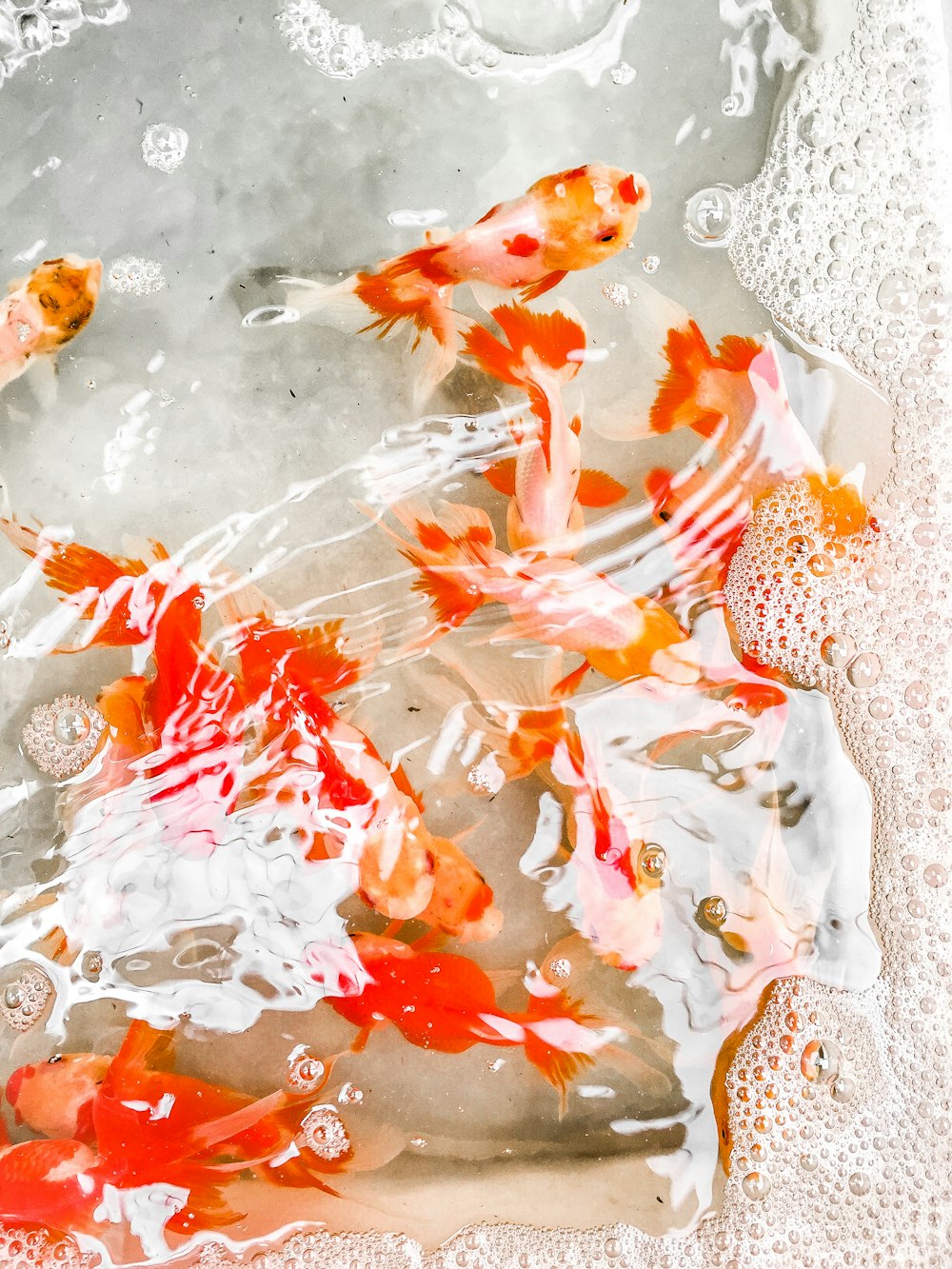 orange and white koi fishes