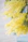 selective focus photograph of yellow flower