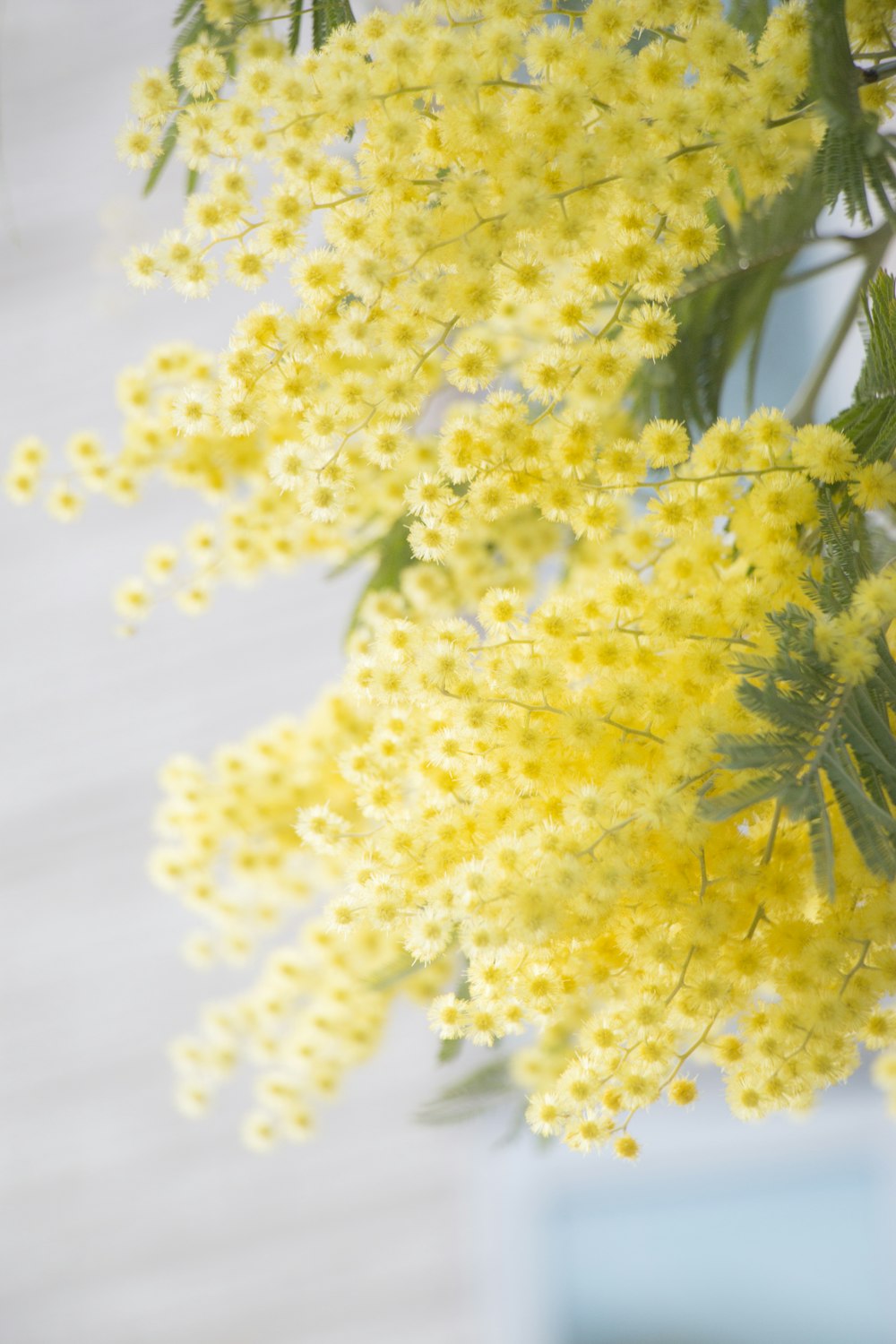 selective focus photograph of yellow flower