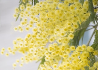 selective focus photograph of yellow flower