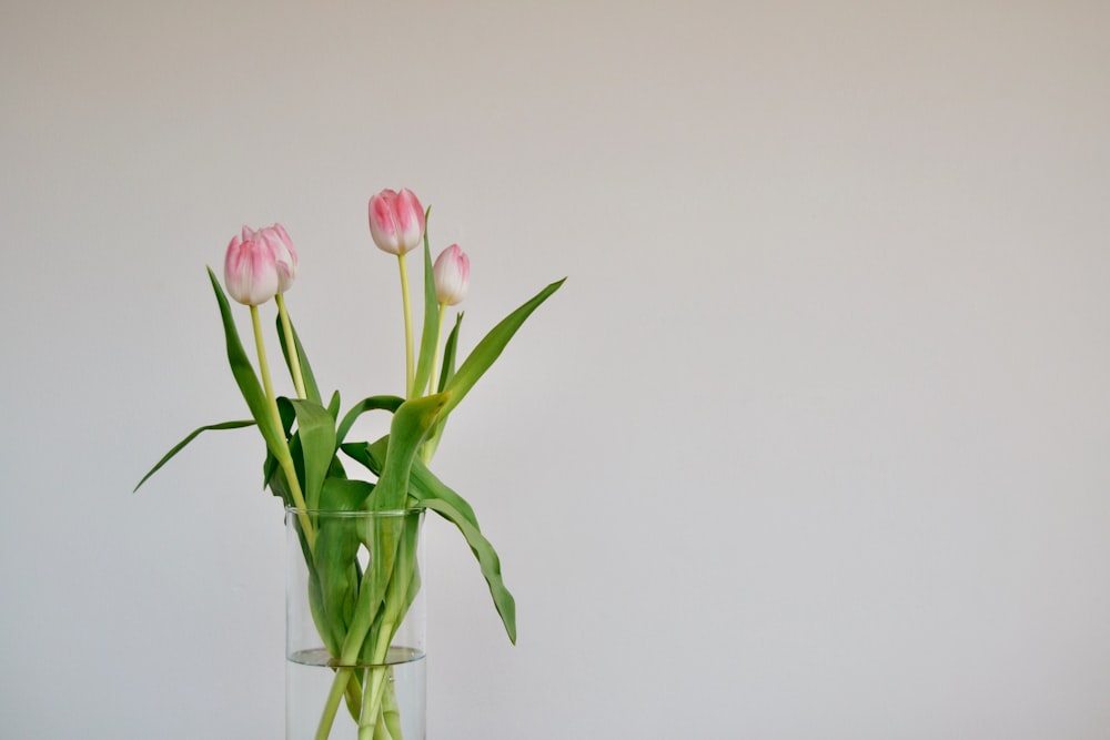 pink and white petaled flower bloom