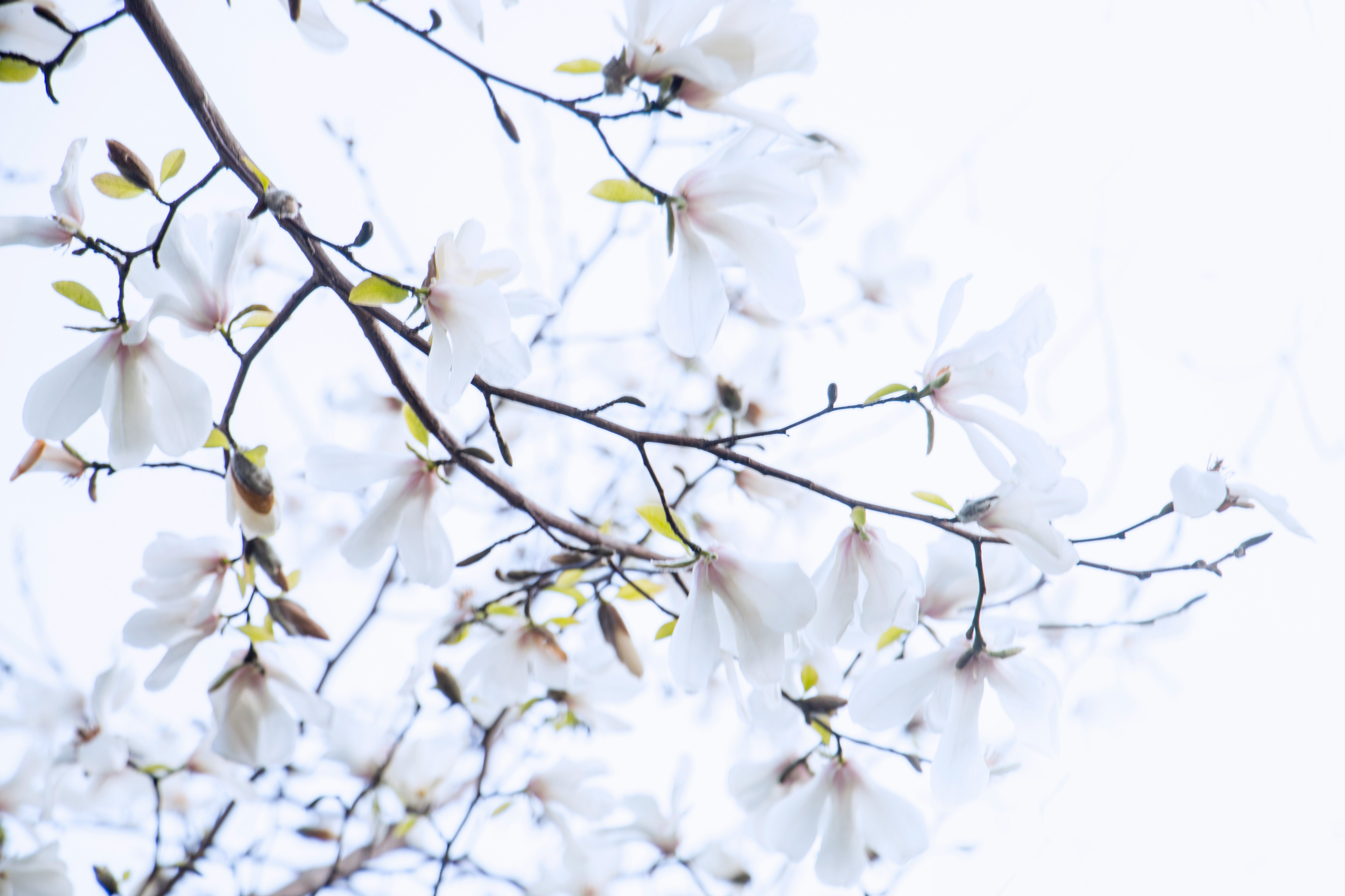 close-up photo of white flowers