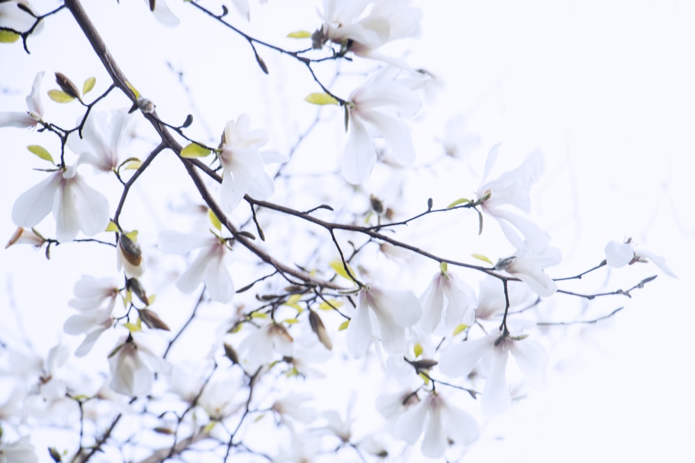 close-up photo of white flowers