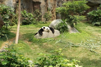 A sunbathing panda enjoying a moment of calm