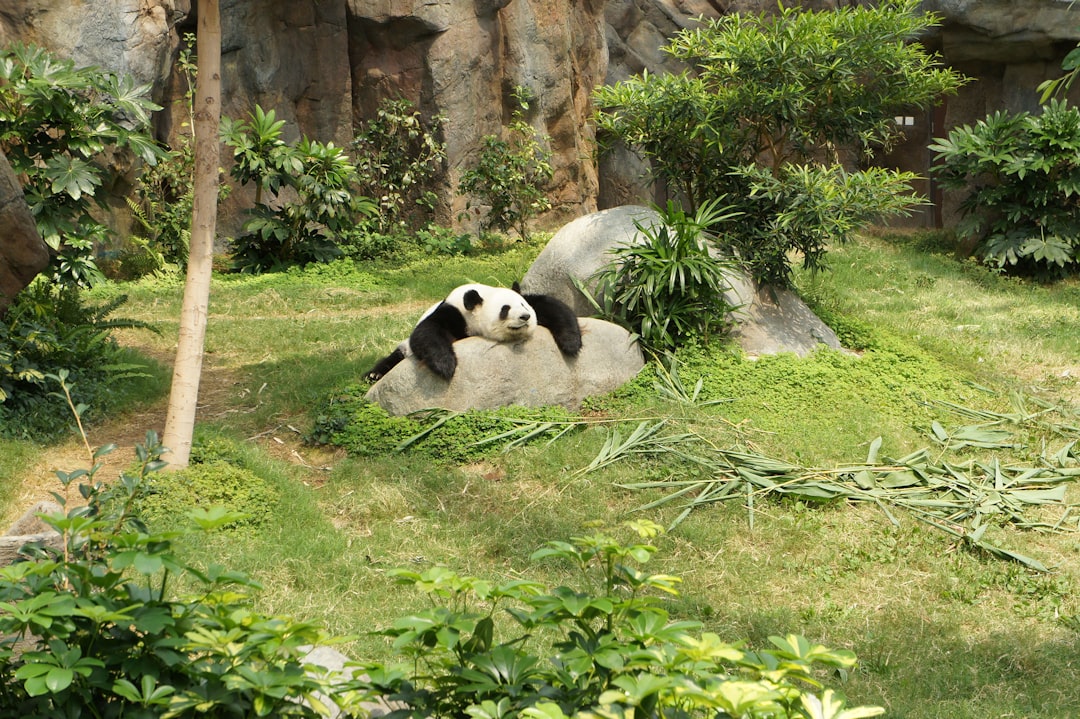  white and black panda relaxing on rock panda